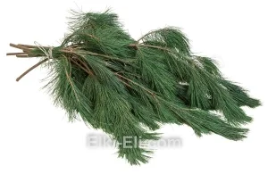 Лапник Веймутовой сосны, фото