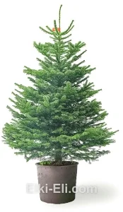 Пихта нордмана в горшке, фото