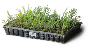 Туя западная Голден Глоб (мультиплата), фото