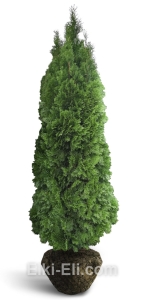 Туя западная Смарагд, фото Туя западная Смарагд, фото