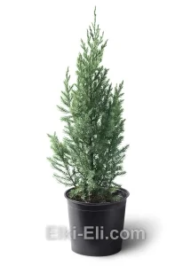 Можжевельник китайский Стрикта в горшке, фото