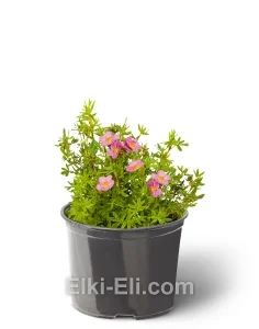 Лапчатка кустарниковая Bellissima, фото