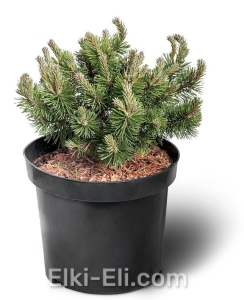 Сосна горная Mops (Мопс) в горшке, фото