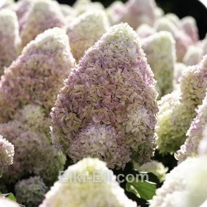 Гортензия метельчатая Summer Love, фото