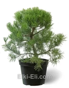 Сосна горная в горшке, фото