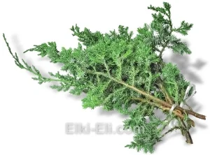 Лапник Можжевельника Мейери, фото