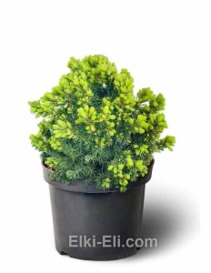 Ель канадская Alberta Glob (Альберта Глоб) в горшке, фото