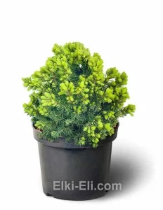 Ель канадская Alberta Glob (Альберта Глоб) в горшке, фото