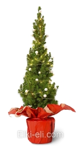 Ель Коника подарочная "Жемчужина", фото