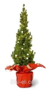 Ель Коника подарочная "Жемчужина", фото