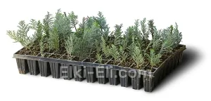 Кипарисовик Лавсона Пелтс Блю (мультиплата), фото