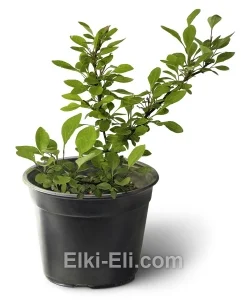 Барбарис Тунберга Natasza, фото