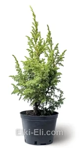 Можжевельник Пинга Loderii, фото