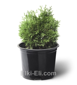 Туя западная Мики в горшке, фото