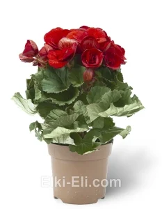 Бегония красная в пром горшке, фото