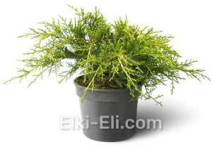 Можжевельник средний Old Gold в горшке, фото