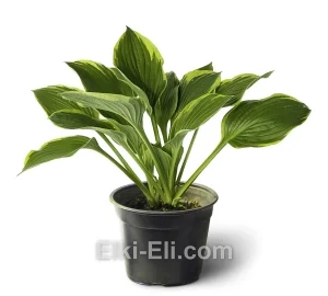 Хоста Yellow River в горшке, фото