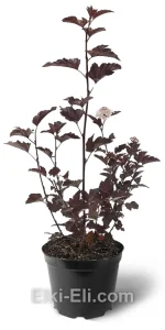 Пузыреплодник калинолистный Diabolo (Дьябло), фото