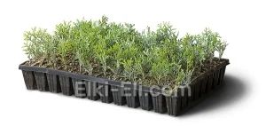 Туя западная Смарагд (мультиплата), фото