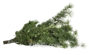 Лапник Кедра Атласского, фото