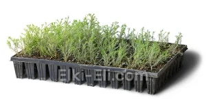 Туя западная вересковидная (мультиплата), фото