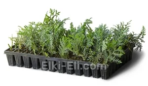 Туя западная Брабант (мультиплата), фото