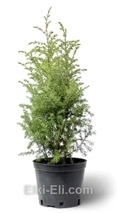 Можжевельник обыкновенный Hibernica в горшке, фото