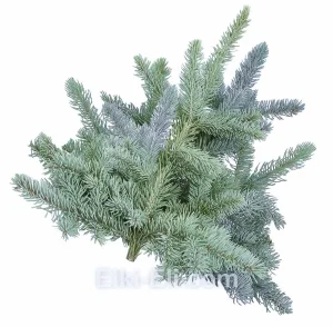 Лапник голубой елки, фото