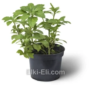 Пахизандра в горшке, фото