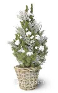 Ель Коника в плетенке, фото