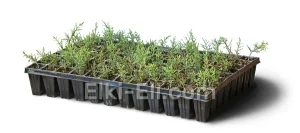 Можжевельник средний Голд Кост (мультиплата), фото