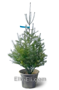 Пихта Дугласа в горшке, фото