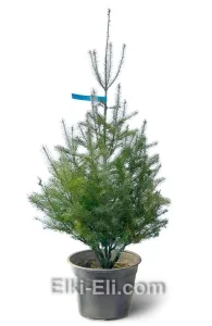 Пихта Дугласа в горшке, фото