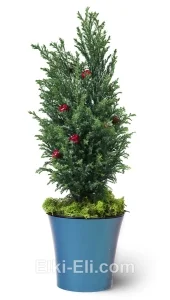 Подарочный Кипарисовик, живое новогоднее украшенное (игрушками и мхом)  дерево в кашпо (цвет: синий), фото

