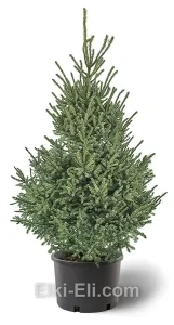 Ель черная в горшке, фото