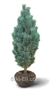 Сосна голубая обыкновенная (фастигиата), живое новогоднее дерево для высадки, фото
