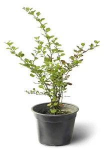 Барбарис Тунберга Diabolicum, фото