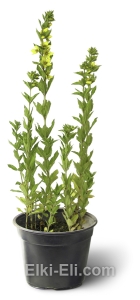 Вербейник точечный в горшке, фото Вербейник точечный в горшке, фото