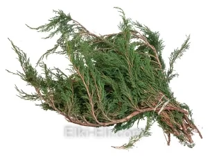 Лапник Можжевельника Казацкого, фото