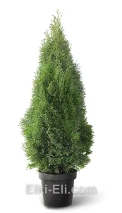 Туя западная Смарагд в горшке, фото