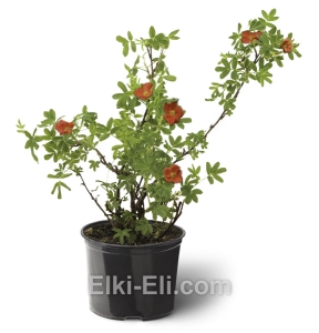 Лапчатка кустарниковая Red Ace, фото