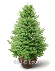 Пихта бальзамическая, живое новогоднее дерево для высадки, фото