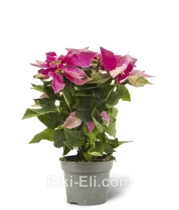 Пуансеттия (розовая), фото