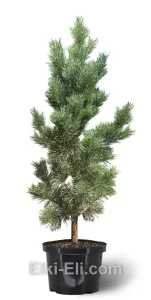 Сосна обыкновенная Fastigiata в горшке, фото