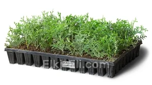 Туя западная Спиралис (мультиплата), фото