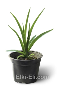 Лилейник гибридный в горшке, фото