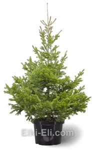 Пихта сибирская, живое новогоднее дерево в емкости (горшке), фото
