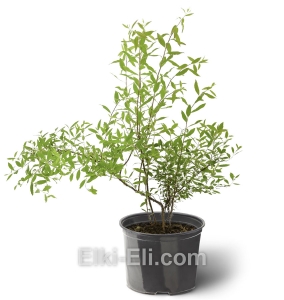 Спирея серая Grefsheim, фото