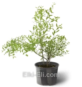 Спирея серая Grefsheim, фото