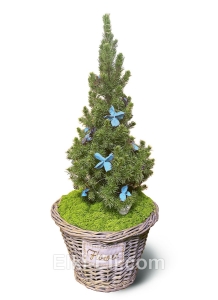 Ель Коника украшенная в корзине, фото